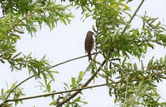 Carpodacus erythrinus grebnitskii