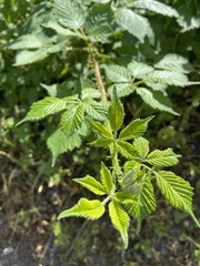 Rubus fruticosus