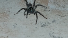Arachnida