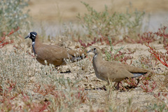 Phaps histrionica