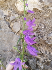Campanula rapunculoides
