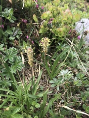 Plantago alpina