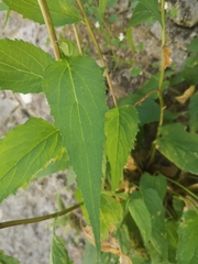 Campanula rapunculoides