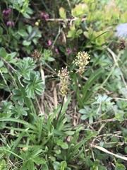 Plantago alpina