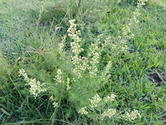Baccharis coridifolia