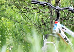 Carpodacus erythrinus grebnitskii