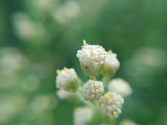 Baccharis coridifolia