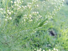Baccharis coridifolia