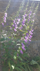 Campanula rapunculoides