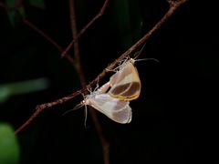 Plutodes