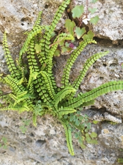 Asplenium trichomanes