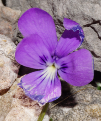 Viola alpina