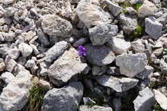 Viola alpina