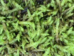 Acrocladium chlamydophyllum