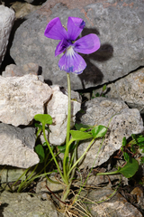 Viola alpina