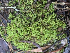 Acrocladium chlamydophyllum