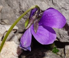 Viola alpina