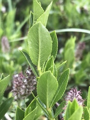 Salix breviserrata