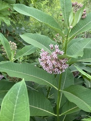 Asclepias syriaca