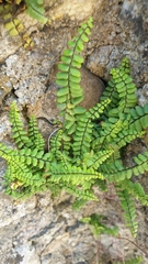 Asplenium trichomanes