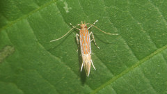 Labdia semicoccinea