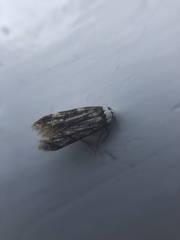 Endrosis sarcitrella