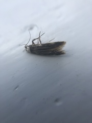 Endrosis sarcitrella