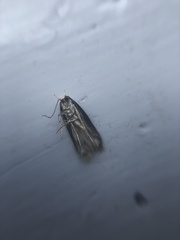 Endrosis sarcitrella