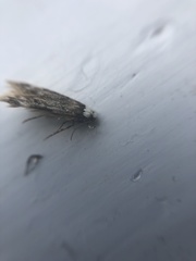 Endrosis sarcitrella