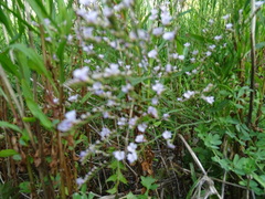 Limonium calabrum