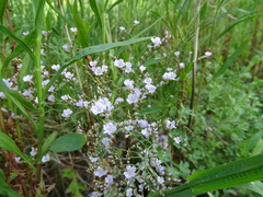 Limonium calabrum