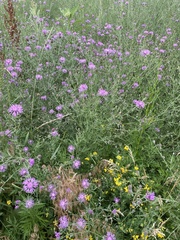 Centaurea