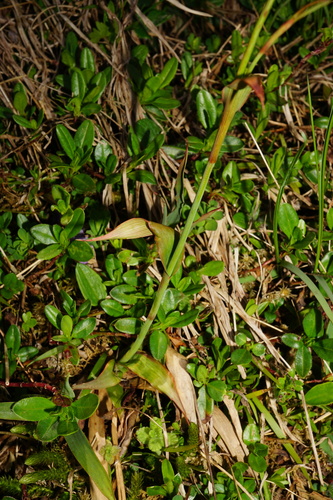 Luzula glabrata, photograph 2