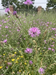 Centaurea