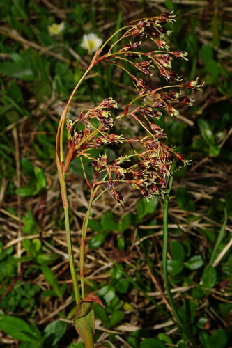 Luzula glabrata, photograph 1