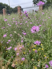 Centaurea
