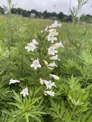 Penstemon