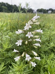 Penstemon