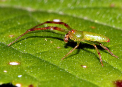 Cetratus