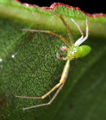 Cetratus