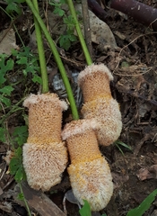 Parkia speciosa