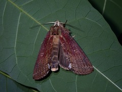 Besida xylinata