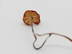 Marasmius curreyi