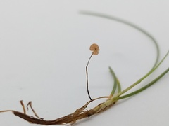 Marasmius curreyi