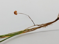 Marasmius curreyi