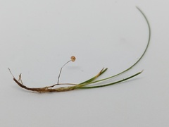 Marasmius curreyi