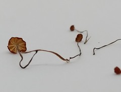 Marasmius curreyi