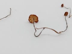 Marasmius curreyi