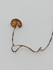 Marasmius curreyi