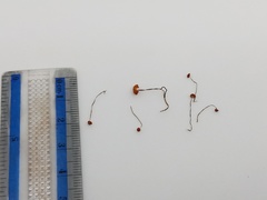 Marasmius curreyi